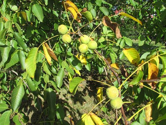 Grafika #31: 27.09.2018 Maluchy z wizytą w sadzie