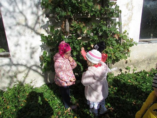 Grafika #35: 27.09.2018 Maluchy z wizytą w sadzie