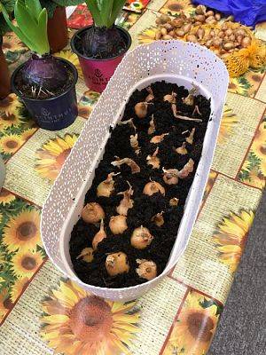 Grafika #2: Średniaki zakładają zielony kącik w sali