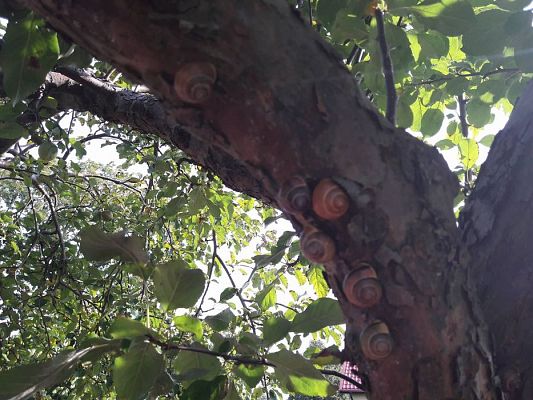 Grafika #1: 27.09.2017 W jesiennym ogrodzie