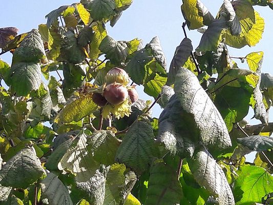 Grafika #2: 27.09.2017 W jesiennym ogrodzie