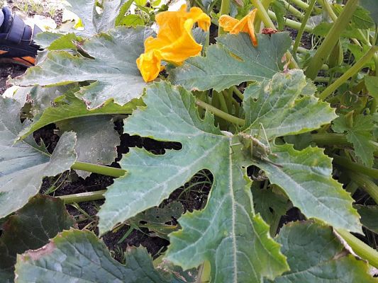 Grafika #4: 27.09.2017 W jesiennym ogrodzie