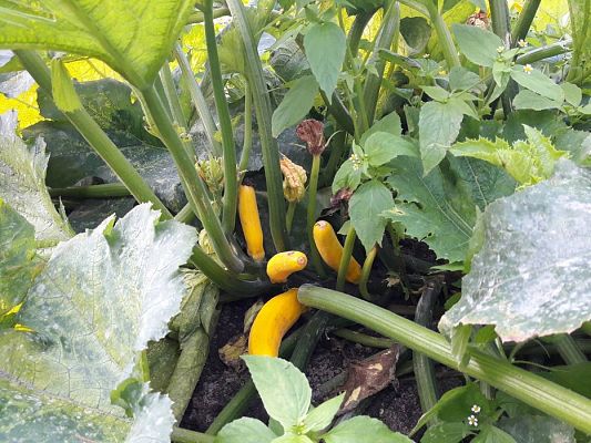 Grafika #7: 27.09.2017 W jesiennym ogrodzie