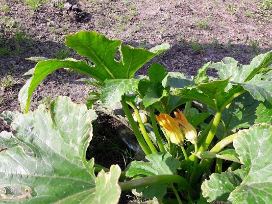 Grafika #20: 27.09.2017 W jesiennym ogrodzie