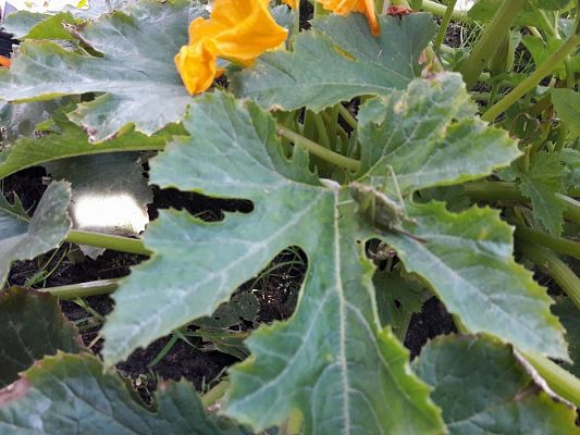 Grafika #24: 27.09.2017 W jesiennym ogrodzie