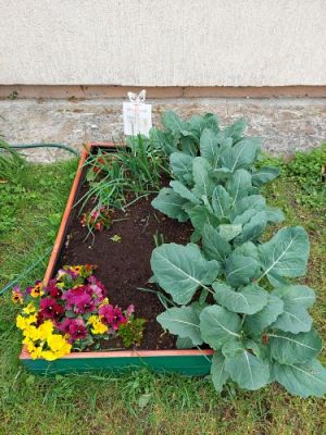 Grafika #1: 13.07.2022 Tak rosną warzywa w naszym ogródku - fotorelacja