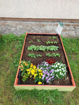 Grafika #2: 13.07.2022 Tak rosną warzywa w naszym ogródku - fotorelacja