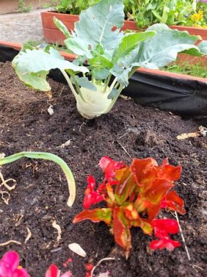 Grafika #7: 13.07.2022 Tak rosną warzywa w naszym ogródku - fotorelacja