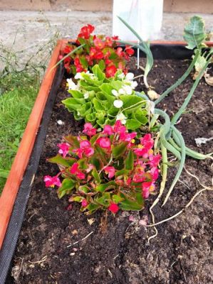 Grafika #8: 13.07.2022 Tak rosną warzywa w naszym ogródku - fotorelacja