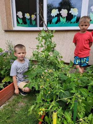 Grafika #10: 13.07.2022 Tak rosną warzywa w naszym ogródku - fotorelacja