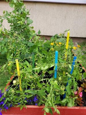 Grafika #12: 13.07.2022 Tak rosną warzywa w naszym ogródku - fotorelacja