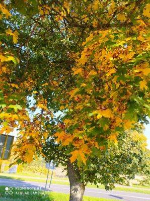 Grafika #9: 08.10.2021 Spacer w kolorach jesieni