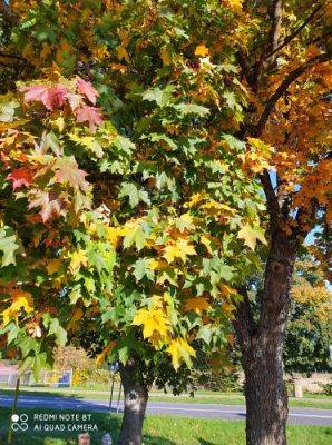 Grafika #23: 08.10.2021 Spacer w kolorach jesieni