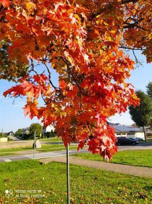 Grafika #26: 08.10.2021 Spacer w kolorach jesieni