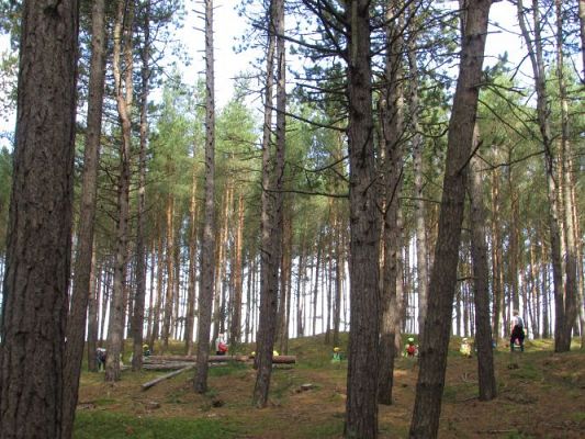 Grafika #25: 15.09.2021 Wycieczka do Łeby - Spacer po lesie