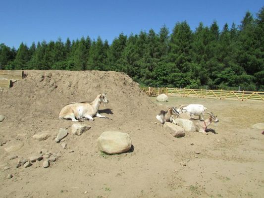 Grafika #83: 11.06.2021 Wycieczka do Farmy Alexa cz.II