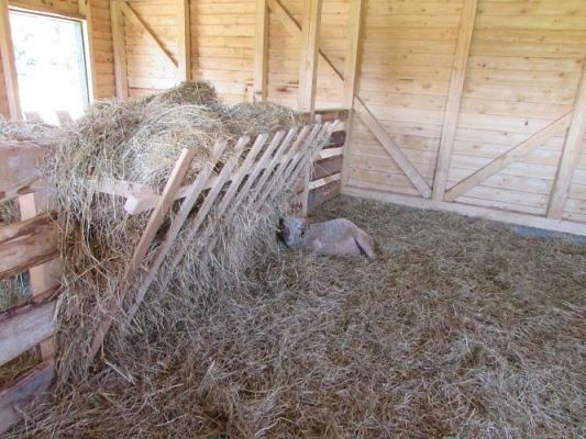 Grafika #86: 11.06.2021 Wycieczka do Farmy Alexa cz.II