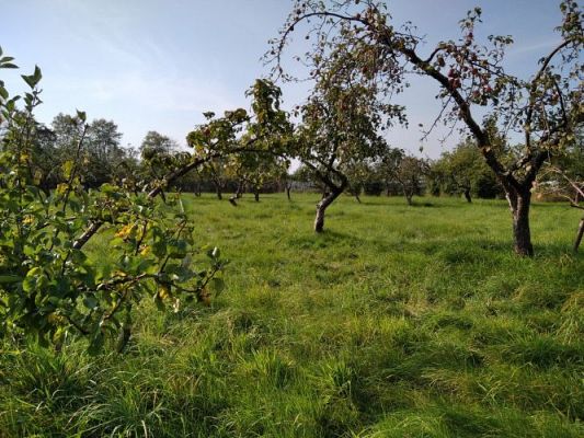 Grafika #0: 16.09.2020 Starszaki w sadzie i ogrodzie