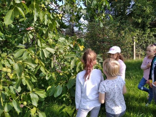 Grafika #6: 16.09.2020 Starszaki w sadzie i ogrodzie