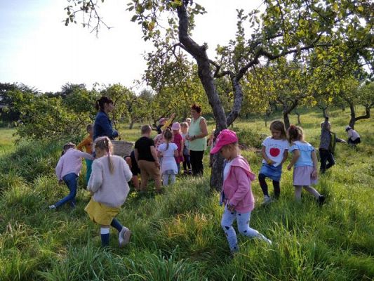 Grafika #10: 16.09.2020 Starszaki w sadzie i ogrodzie