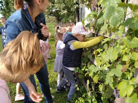 Grafika #11: 16.09.2020 Starszaki w sadzie i ogrodzie