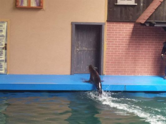 Grafika #40: 25.05.2022 Wycieczka do Sea Parku w Sarbsku cz. II