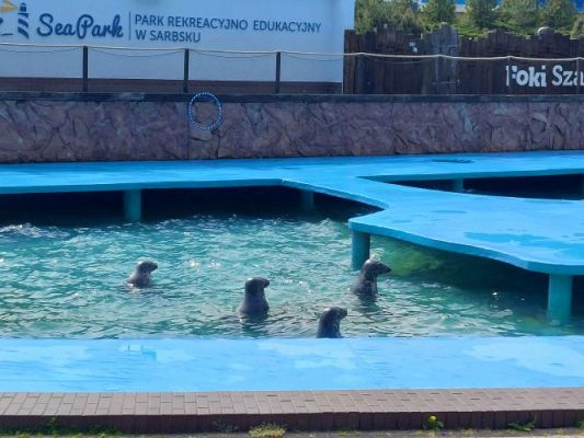 Grafika #35: 25.05.2022 Wycieczka do Sea Parku w Sarbsku cz. I