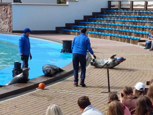 Grafika #48: 25.05.2022 Wycieczka do Sea Parku w Sarbsku cz. I