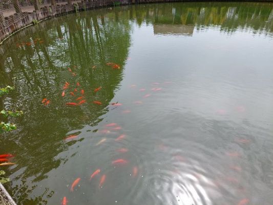 Grafika #77: 25.05.2022 Wycieczka do Sea Parku w Sarbsku cz. I