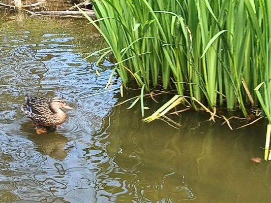 Grafika #39: 18.05.2023 Wycieczka do Doliny Charlotty cz.III