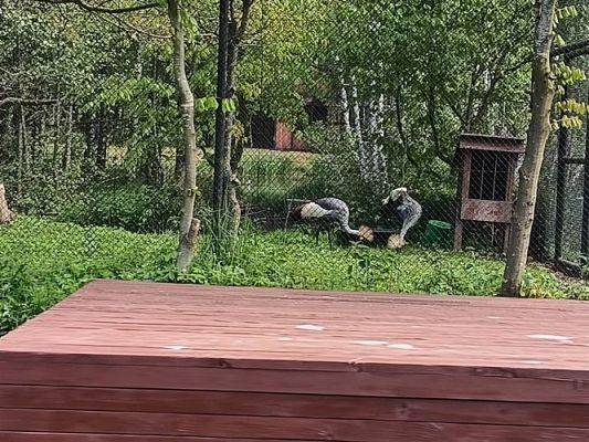 Grafika #60: 18.05.2023 Wycieczka do Doliny Charlotty cz.III