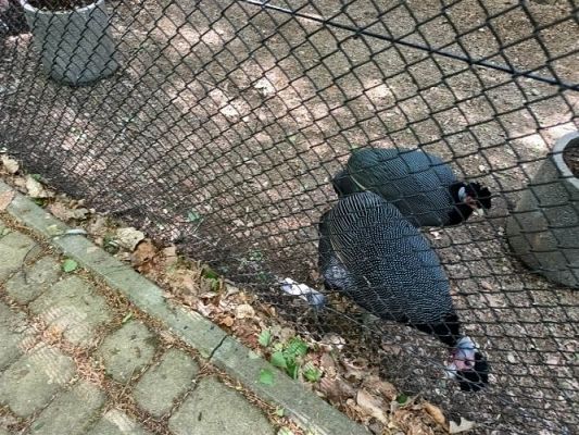 Grafika #67: 18.05.2023 Wycieczka do Doliny Charlotty cz.III