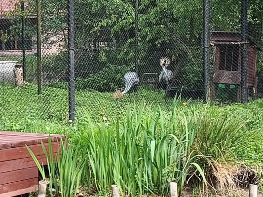 Grafika #68: 18.05.2023 Wycieczka do Doliny Charlotty cz.III