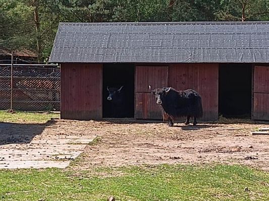 Grafika #71: 18.05.2023 Wycieczka do Doliny Charlotty cz.III