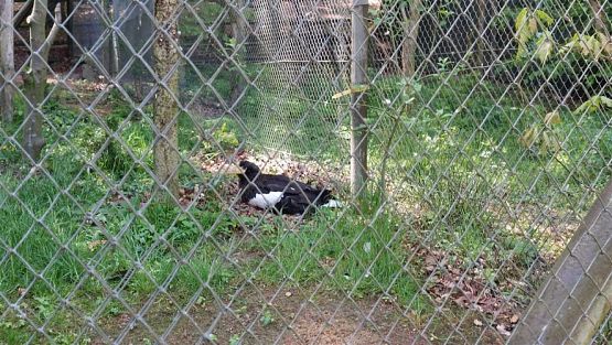 Grafika #76: 18.05.2023 Wycieczka do Doliny Charlotty cz.II