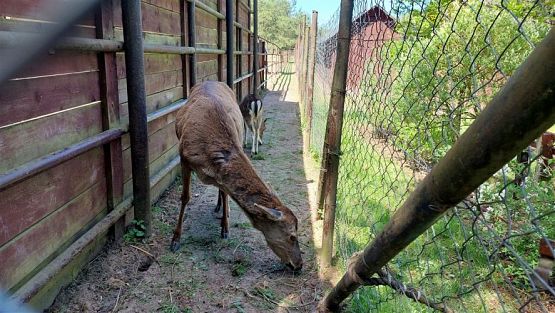 Grafika #85: 18.05.2023 Wycieczka do Doliny Charlotty cz.II