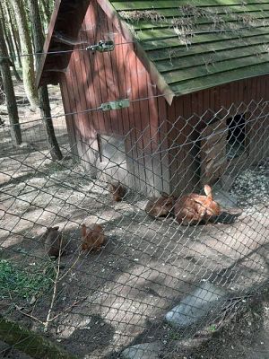 Grafika #27: 18.05.2023 Wycieczka do Doliny Charlotty cz.I