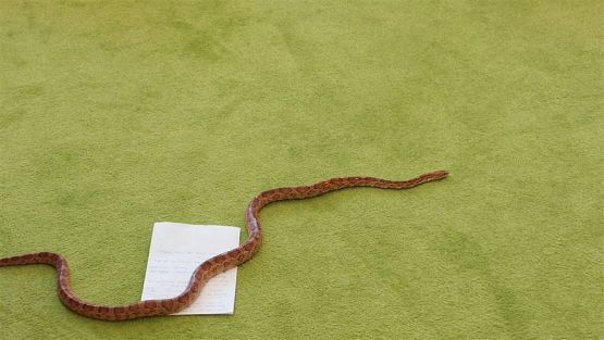 Grafika #56: 12.05.2023 Poznajemy gady - Spotkanie z Panią Edytą