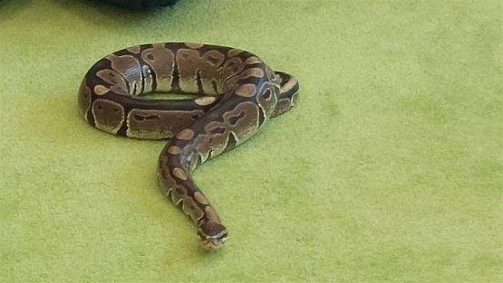 Grafika #66: 12.05.2023 Poznajemy gady - Spotkanie z Panią Edytą