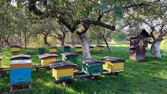 Grafika #6: 13.10.2022 Z wizytą w pasiece - Gr III