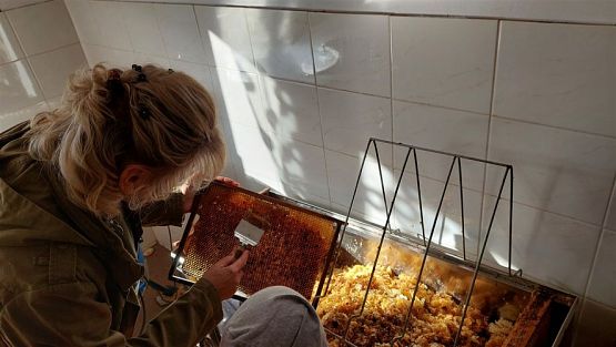 Grafika #23: 13.10.2022 Z wizytą w pasiece - Gr III