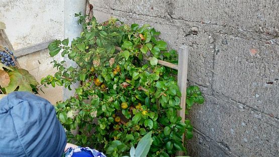 Grafika #16: 11.10.2022 W sadzie i ogrodzie gr III