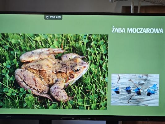 Grafika #38: 06.03.2024 Warsztaty edukacyjne "Nie bój żaby! Edukacja o płazach" - Gr III