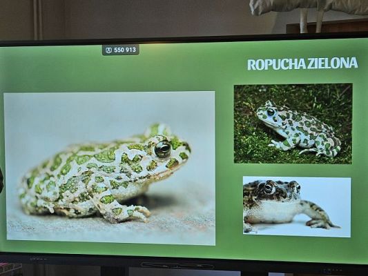 Grafika #42: 06.03.2024 Warsztaty edukacyjne "Nie bój żaby! Edukacja o płazach" - Gr III