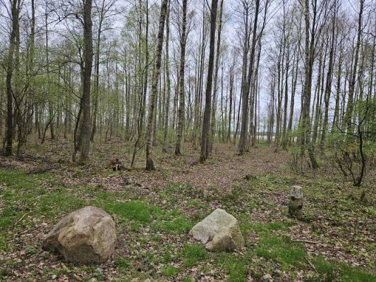 Grafika #31: 08.04.2024 Wycieczka do lasu - spotkanie z leśnikiem