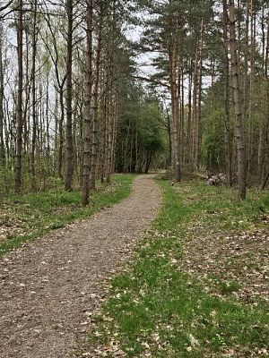 Grafika #38: 08.04.2024 Wycieczka do lasu - spotkanie z leśnikiem