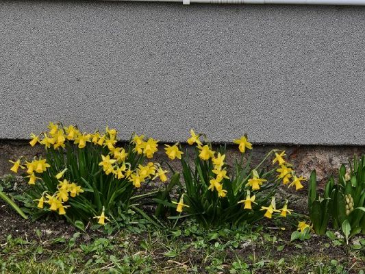 Grafika #28: 21.03.2024 Żegnaj zimoWitaj wiosno.