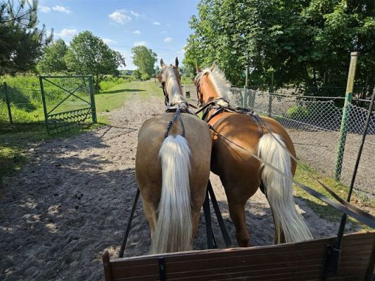 Grafika #14: 05.06.2024 Wycieczka do Stadniny koni w Nowęcinie cz.I