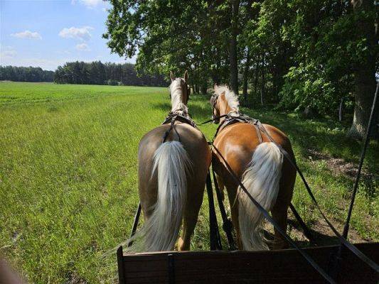 Grafika #17: 05.06.2024 Wycieczka do Stadniny koni w Nowęcinie cz.I